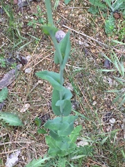 Turritis glabra