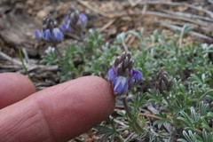 Lupinus breweri