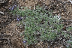 Lupinus breweri