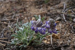 Lupinus breweri