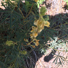 Lupinus angustiflorus
