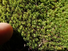 Dicranum pallidisetum