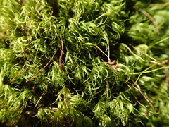 Dicranum pallidisetum