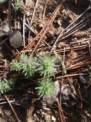 Leptosiphon ciliatus