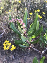 Comarostaphylis diversifolia diversifolia