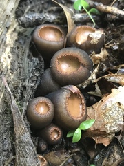 Galiella