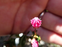 Kalmia microphylla