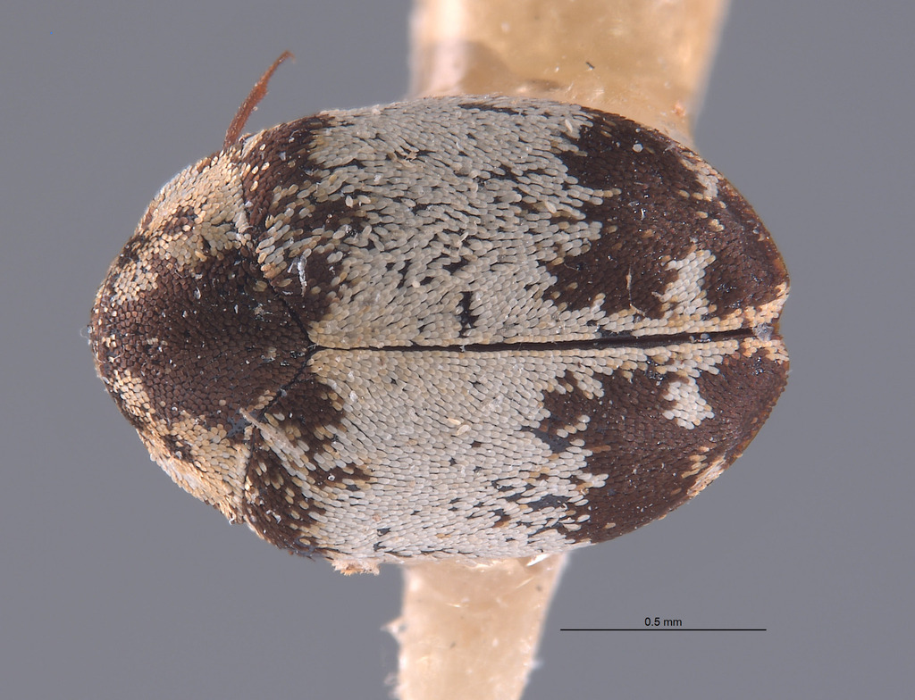 Anthrenus chiton