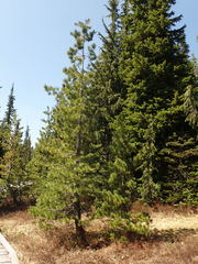 Pinus monticola
