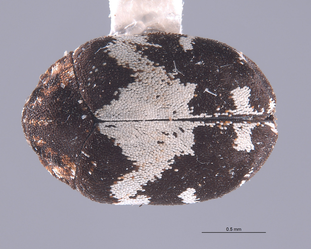 Buffalo carpet beetle