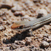 Sonoran Whipsnake - Photo (c) Jerry Oldenettel, some rights reserved (CC BY-NC-SA)