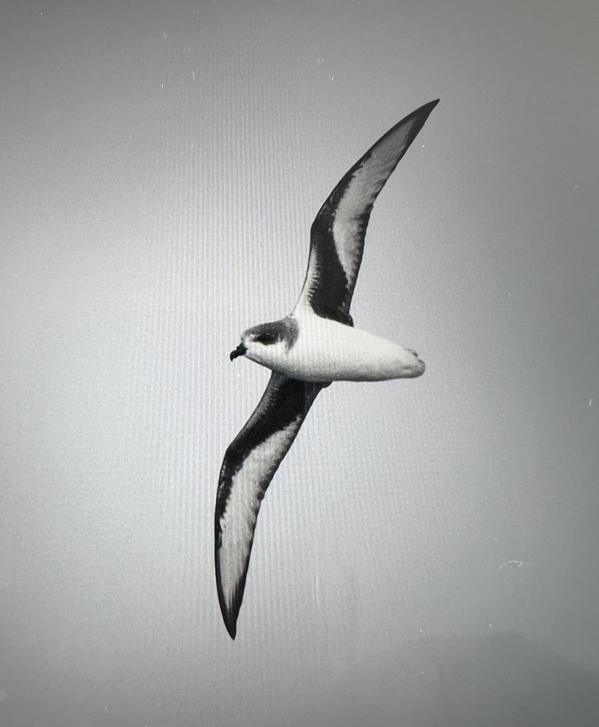 Chatham Petrel