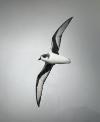 Chatham Petrel photo 1