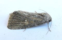Condica begallo
