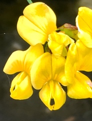 Hippocrepis emerus