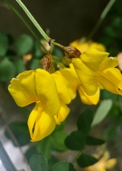 Hippocrepis emerus