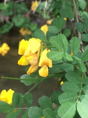 Hippocrepis emerus
