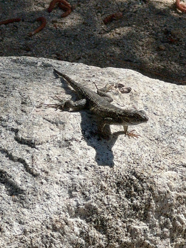 iNaturalist observation photo of Western Fence Lizard