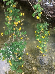 Hippocrepis emerus