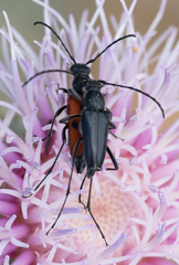 Anastrangalia laetifica