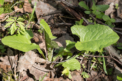 Cicerbita macrophylla uralensis