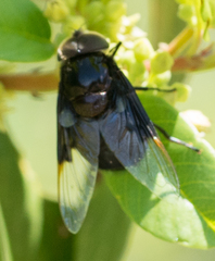 Copestylum violaceum