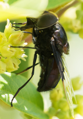 Copestylum violaceum