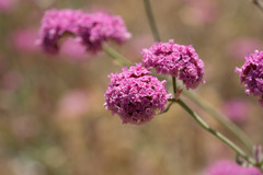 Chorizanthe douglasii