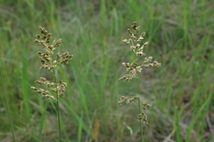 Anthoxanthum repens
