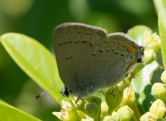 Satyrium californica
