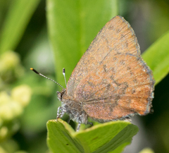 Callophrys augustinus iroides