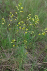 Sisymbrium polymorphum
