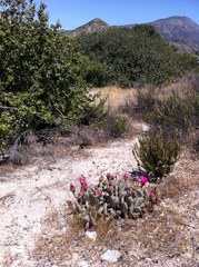 Opuntia basilaris brachyclada