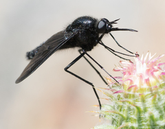 Thevenetimyia notata