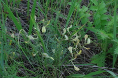 Astragalus ucrainicus
