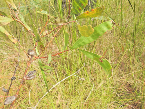 Image of Hakea florulenta by (c) Scott W. Gavins, some rights reserved (CC BY)