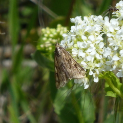Loxostege cereralis