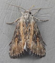 Condica egestis