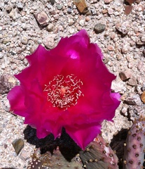 Opuntia basilaris brachyclada