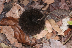 Apeiba tibourbou image