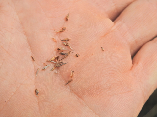 Image of Rhynchospora rubra by (c) Scott W. Gavins, some rights reserved (CC BY)