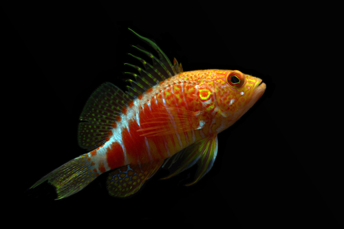 Psychedelic Perchlet