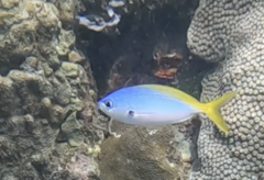 Yellowback Fusilier