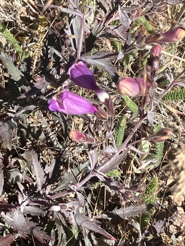 Image of Penstemon richardsonii by (c) Aaron Liston, some rights reserved (CC BY)