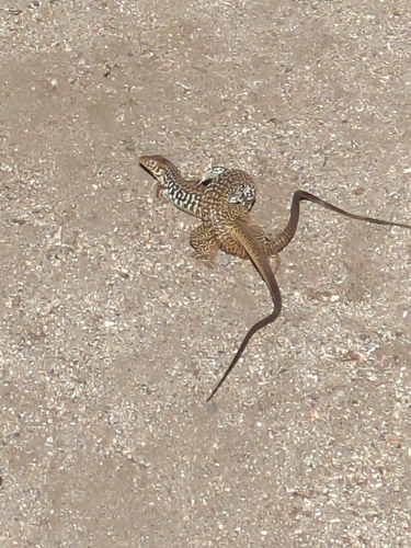 iNaturalist observation photo of Western Whiptail