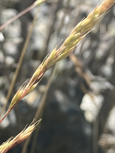 Image of Festuca valesiaca by (c) Aaron Liston, some rights reserved (CC BY)