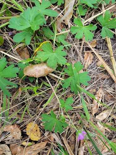 Image of Geranium core by no rights reserved