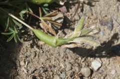 Neolasioptera lupini