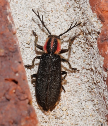 Pilose Checkered Beetle photo 4