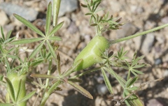 Neolasioptera lupini